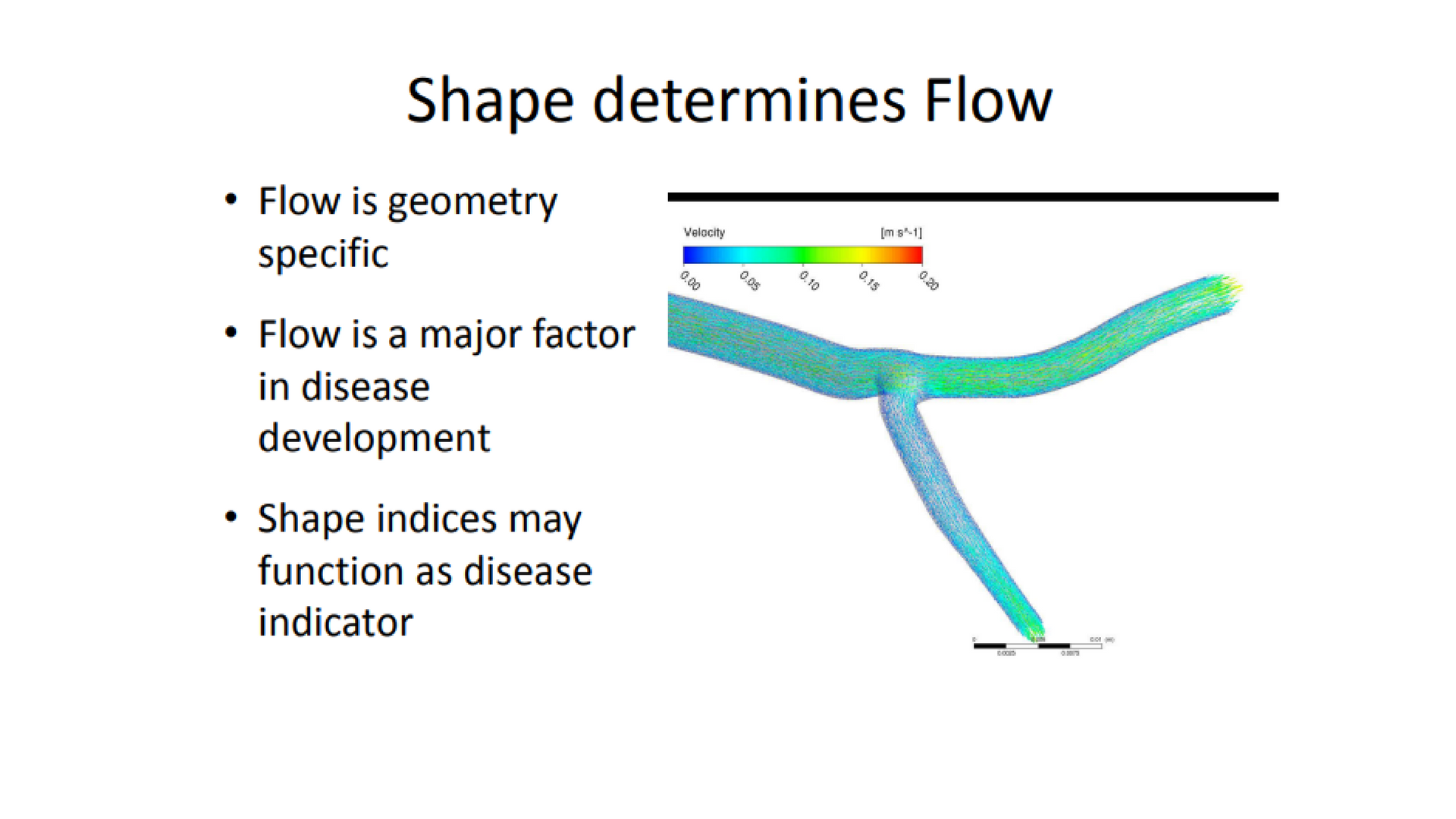 6 - How coronary bifurcation affects flow-1u8qfut